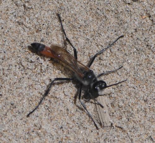 Podalonia affinis